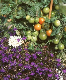 Balkontomaten mit Sommerblumen im Balkonkasten