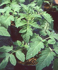 Gesunde, kr�ftige Tomatenpflanze