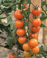 Tomatensorte Sungold Tomatensorte Sungold
