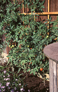 Tomatensorte De Berao