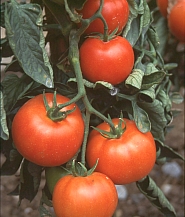 Tomatensorte Myrto