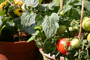 Balkontomate 'Totem' F1 - im Topf