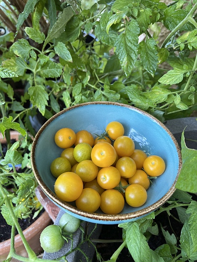 Tomatensorte: Cherry-Tomate 'Solena Yellow' F1 (2022)