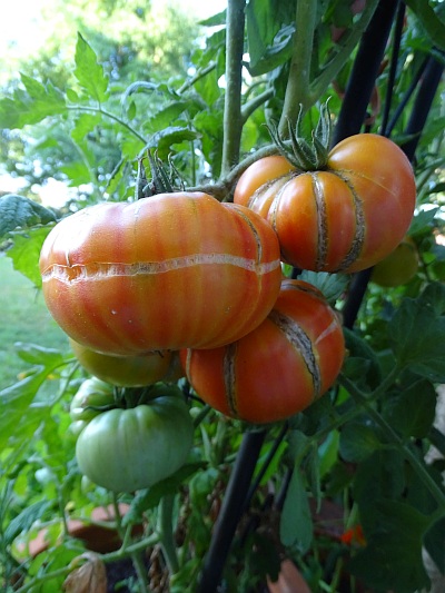 Tomatensorte Ananastomate