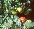 Tomaten aus dem Garten, Eva Schumann - klick hier f�r Informationen und Rezensionen bei unserem Werbepartner Amazon
