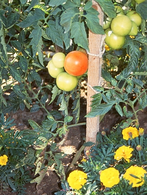 Tomaten vertragen Mischkultur: hier mit Tagetes
