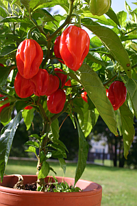 Chili Roter Habanero