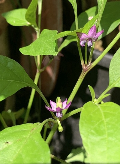 Die meisten Paprika- und Chili-Sorten haben wei�e Bl�ten. Nicht so Bolivian Rainbow - ihre sind rosa.
