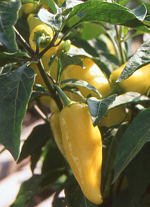 Gemüsepaprika Ungarischer Yellow Wax Gemüsepaprika Ungarischer Yellow Wax