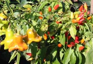 Glocken-Chili und Feuerk�sschen