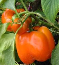 Orange ausreifende Paprika