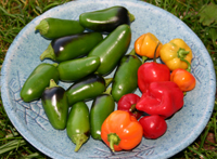 Jalapenos und Habanero-Chilis aus eigener Ernte 2005