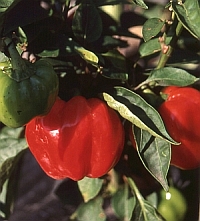 Rot ausreifende Gem�sepaprika