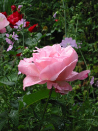 klick hier zu aktuellen Informationen zu den Lehr- und Versuchsgrten in Weihenstephan