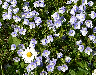 Unkraut im Rasen - G�nsebl�mchen und Ehrenpreis