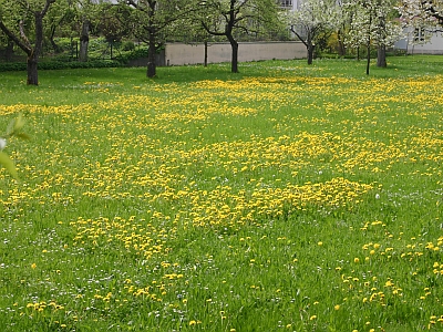 Unkraut im Rasen oder L�wenzahnwiese?