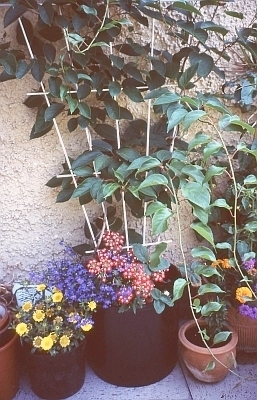 Mini-Kiwi 'Weiki' im Topfgarten zusammen mit Sommerblumen
