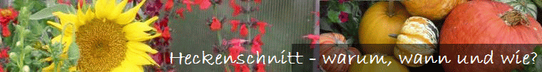 Heckenschnitt - warum, wann und wie?