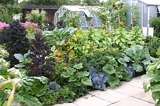 Gemüsesorten für den Garten