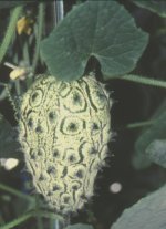 Kiwano, die Horngurke - das Bild zeigt eine grne Frucht