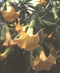 Kbelpflanze Engelstrompete (Brugmansia, frher auch Datura)