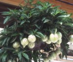 Pepino (Birnenmelone) als Ampelpflanze