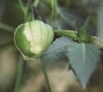 Tomatillo - die gr�ne Tomate Mexikos 