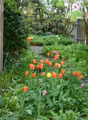 Blumenzwiebeln: Tulpen setzen Akzente im Frhling