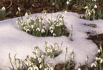 Frühblüher Schneeglöckchen Galanthus nivalis blüht schon im Februar