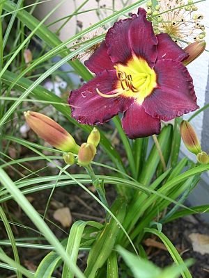 Taglilie Hemerocallis Sorte Tang