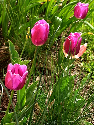 Tulpen gehören zu den beliebtesten Frühlingsblühern aus Blumenzwiebeln