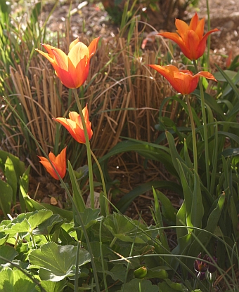 Die lilienbltige Tulpe Ballerina zeigt sich mal elegant, mal romantisch, mal frhlich.