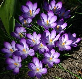 Blumenzwiebeln: Krokusse kann man in den Garten oder in Töpfe, Kästen und Schalen pflanzen
