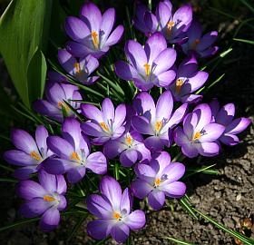 Blumenzwiebeln: Krokusse kann man in den Garten oder in Tpfe, Ksten und Schalen pflanzen