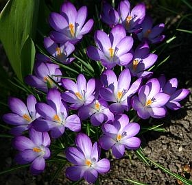 Blumenzwiebeln: Krokusse kann man in den Garten oder in Tpfe, Ksten und Schalen pflanzen