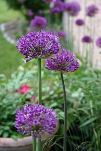 Allium aflatunense 'Purple Sensation'