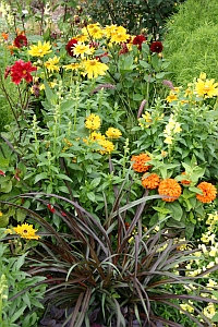 Farbgestaltung im Staudenbeet mit Blten- und Blattfarben/-strukturen - aufgenommen im Weihenstephaner Staudengarten