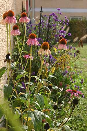 Staudenbeet im Oktober: Purpursonnenhut Echinacea purpurea 'Magnus' und Aster-novi-belgii