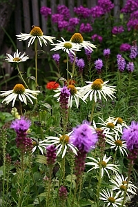 Staudenbeet mit Purpursonnenhut Echinacea purpurea in Wei, vorne Prachtscharte Liatris, hinten Phlox