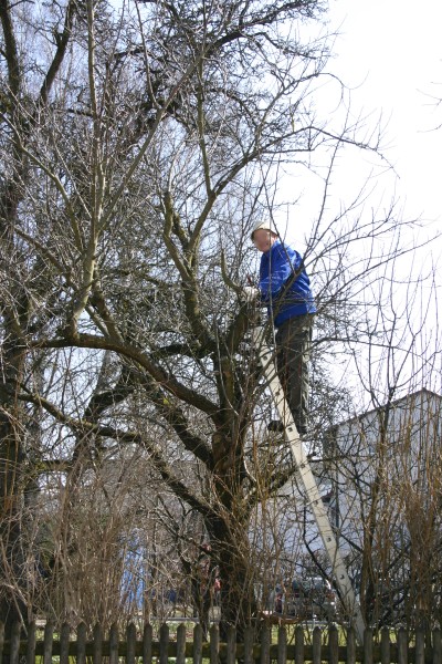 Obstbaumschnitt