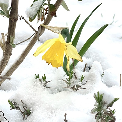 Im April werden Fr�hjahrsbl�her schon mal eingeschneit