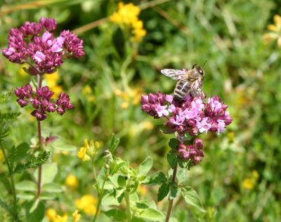 Biene an pinkfarben blhendem Oregano