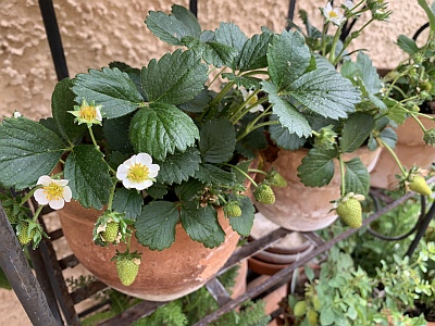 Erdbeeren im Topfgarten