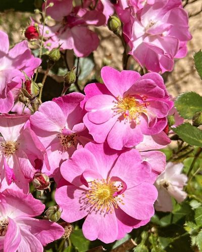 Rosen im Kbel - 'Lavender Dream' blht ab Ende Mai/Anfang Juni