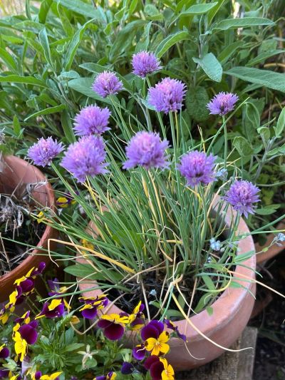 bl�hender Schnittlauch