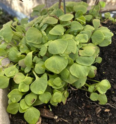 Winterportulak Anfang M�rz 2026 nach vergleichsweise langem kaltem Winter