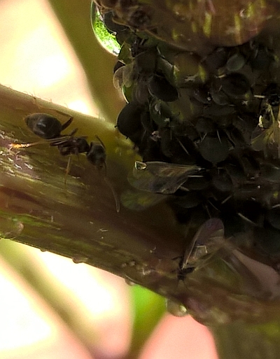 Eine Ameise (linke Seite) auf dem Weg zu einer Blattlauskolonie (rechte Seite) an einer Dahlie.