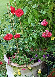 Ameisen ziehen gerne K�bel mit lockerer, eher trockener Erde ein.