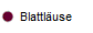 Blattluse