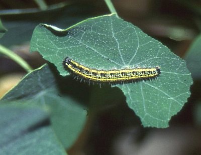 Kohlweissling-Falter an Agastache